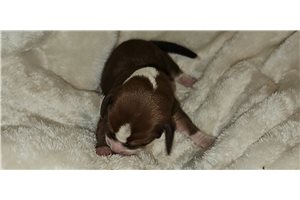 Helda - Basset Hound for sale