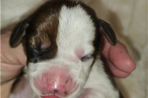 Flynn - Basset Hound for sale