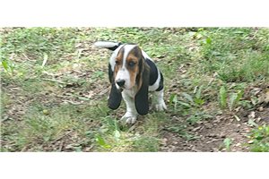Brianna - Basset Hound for sale