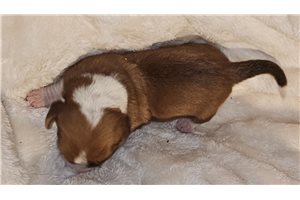 Henley - Basset Hound for sale