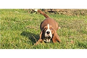 Henley - Basset Hound for sale