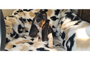 Bodie - Basset Hound for sale