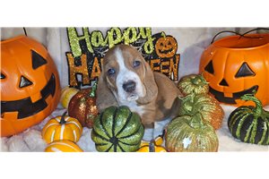 Heidi - Basset Hound for sale