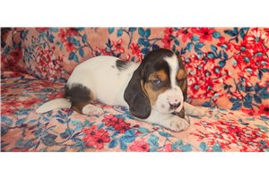 Brianna - Basset Hound for sale