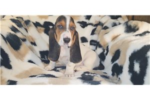 Brianna - Basset Hound for sale