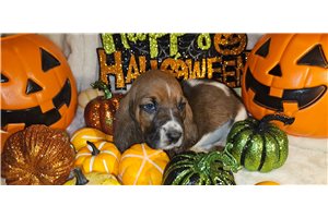 Floyd - Basset Hound for sale