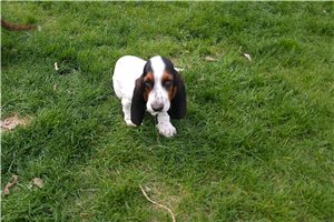 Floyd | Puppies For Sale at Pawrade