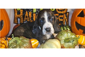 Christine - Basset Hound for sale