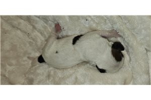 Harvard - Basset Hound for sale