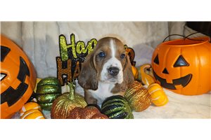 Henley - Basset Hound for sale