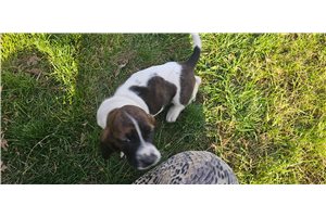 Helen - Basset Hound for sale