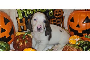 Harvard - Basset Hound for sale
