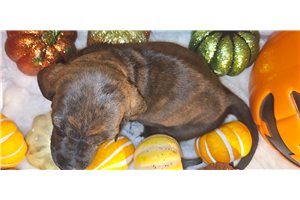 Carrie - Basset Hound for sale