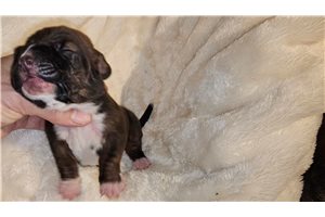Carrie - Basset Hound for sale