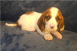 Allen - Basset Hound for sale