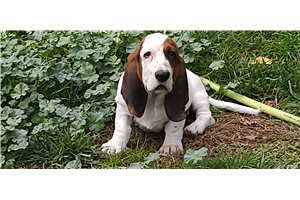 Henry - puppy for sale