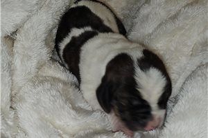 Harvey - Basset Hound for sale