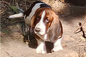 Harrison - puppy for sale