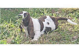 Harvey - Basset Hound for sale
