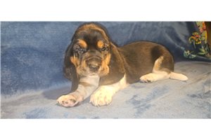 Bodie - Basset Hound for sale