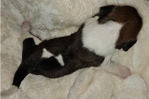 Floyd - Basset Hound for sale