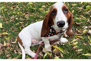 Allen - Basset Hound for sale
