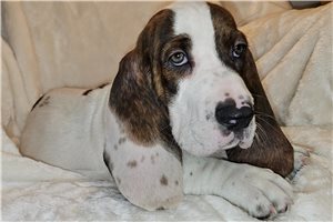 Toby | Puppies For Sale at Pawrade