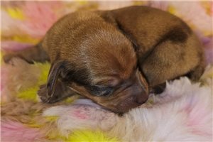 Elijah - puppy for sale