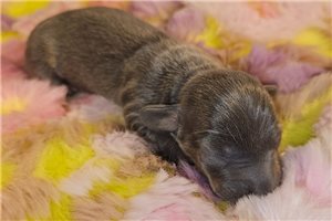 Evelyn - puppy for sale