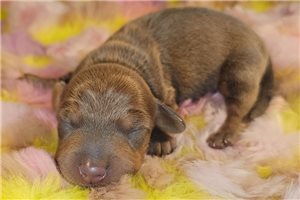 Enzo - Dachshund, Tweenie for sale