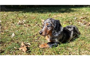 Celeste - Dachshund, Mini for sale