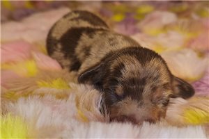 Emma - puppy for sale