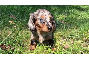 Celeste - Dachshund, Mini for sale