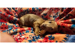 Enzo - Dachshund, Tweenie for sale