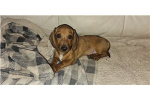 Elijah - Dachshund, Tweenie for sale