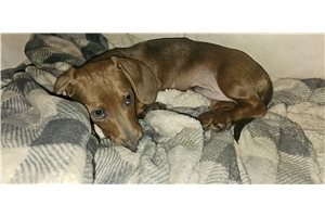 Enzo - Dachshund, Tweenie for sale