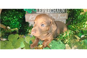 Enzo - Dachshund, Tweenie for sale