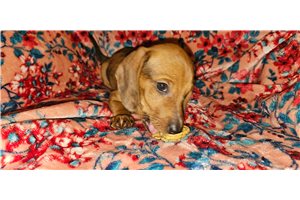 Elijah - Dachshund, Tweenie for sale