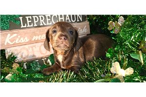 Evelyn - Dachshund, Tweenie for sale