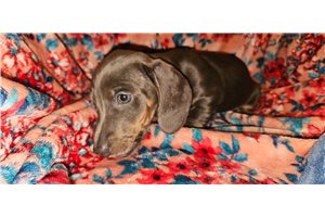Evelyn - Dachshund, Tweenie for sale