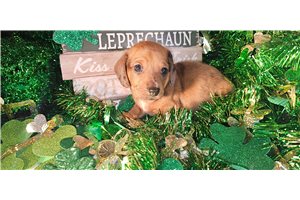Elijah - Dachshund, Tweenie for sale