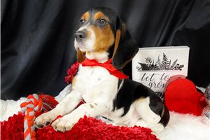 Tucker - Beagle for sale