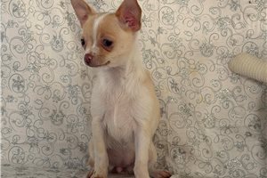 Lola - Chihuahua for sale