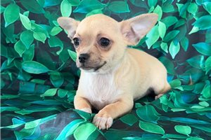 Sarge - Chihuahua for sale