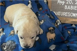Izzy's Orange - puppy for sale