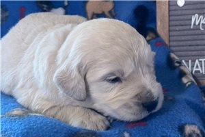 Izzy's Blue - puppy for sale