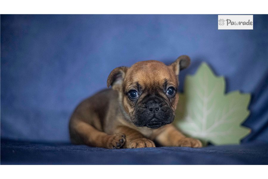 Atlas - French Bulldog for sale