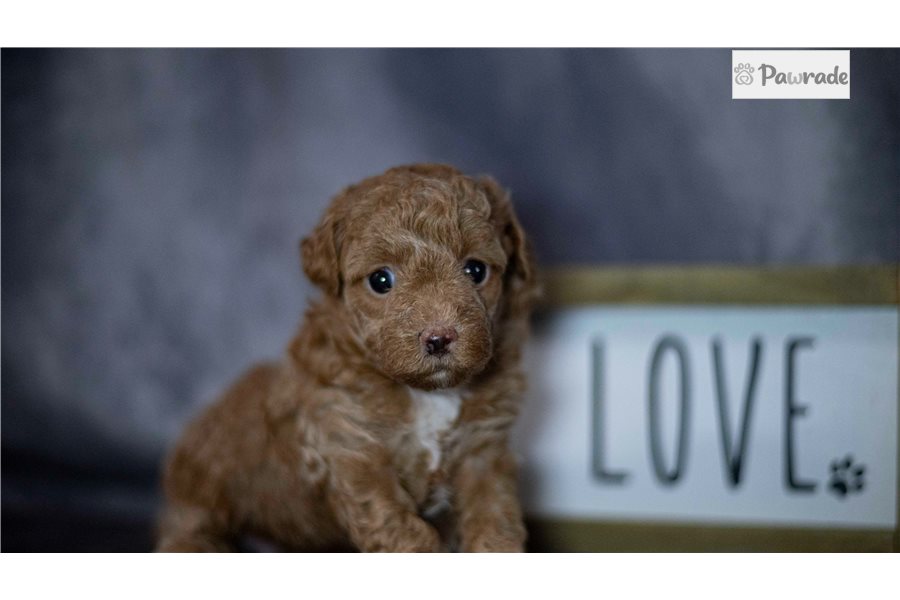 Phoebe - Toy Poodle for sale