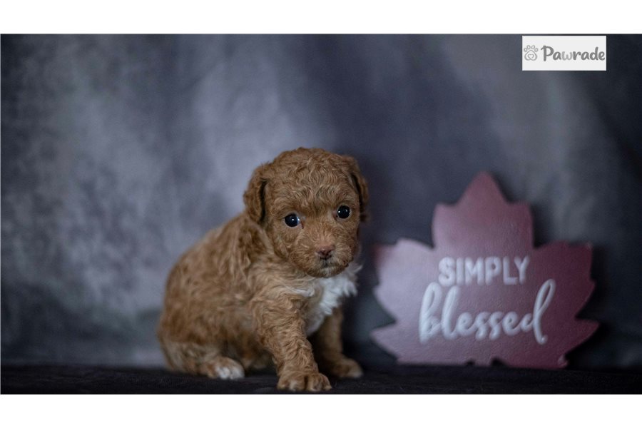 Penelope - Toy Poodle for sale