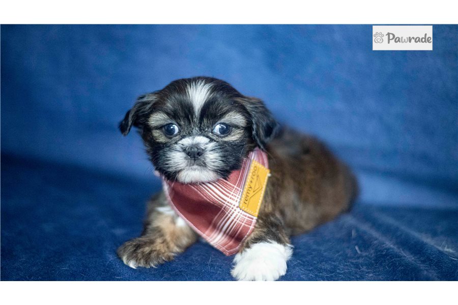 Iggy - Shih Tzu for sale